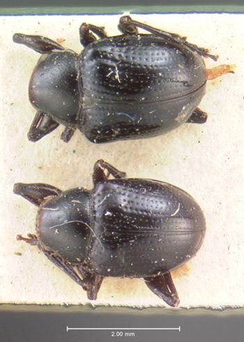 Media type: image; Entomology 9805   Aspect: habitus dorsal view